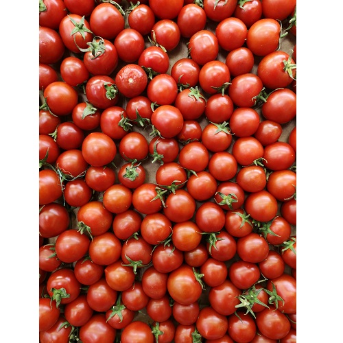 Fresh Tomato